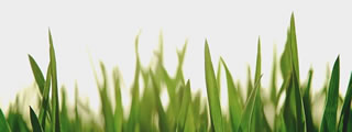 Close-up image of grass