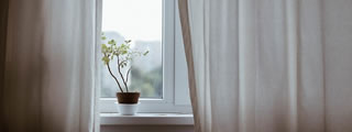 Plant sitting on windowsill