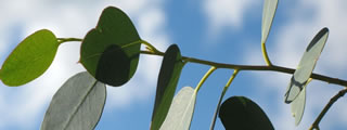 Eucalyptus
