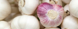 Garlic