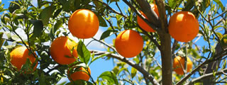 Oranges
