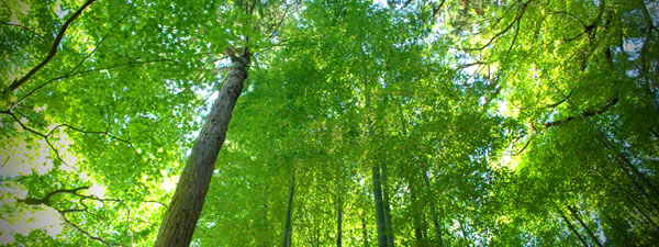 Eco Friendly - Image Credit: pavel ahmed (flickr.com)