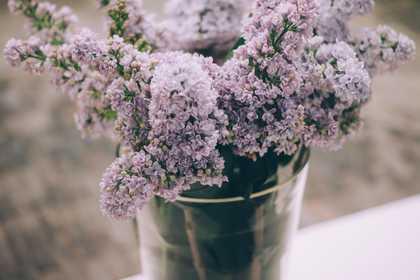 Lavender flowers