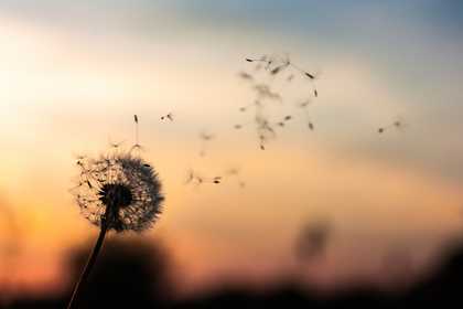 Dandelion in the wind