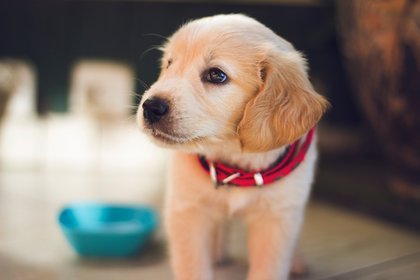 selective focus photography of short-coated brown puppy facing right side