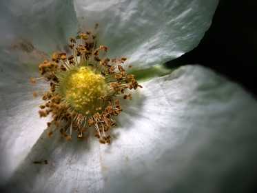 macro photography of white petaled flower