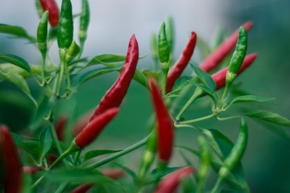 red and green jalapeno chilli