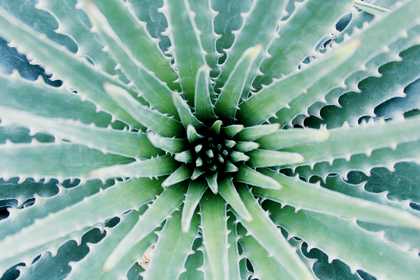 Aloe vera plant