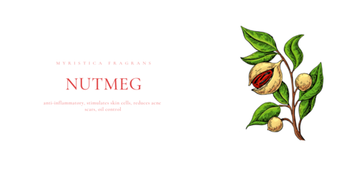 Nutmeg illustration