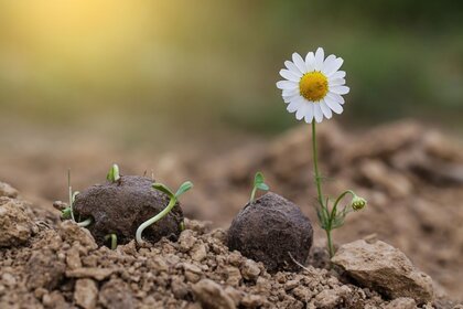 Seed balls