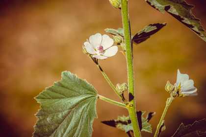 Marshmallow root