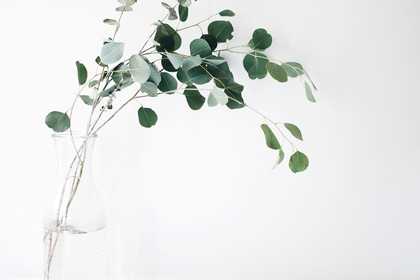 Eucalyptus plant