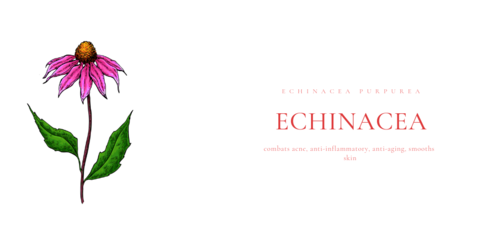 Echinacea illustration