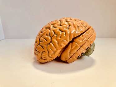 A scientific model of a brain